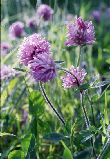 Red Clover, Trifolium pratense