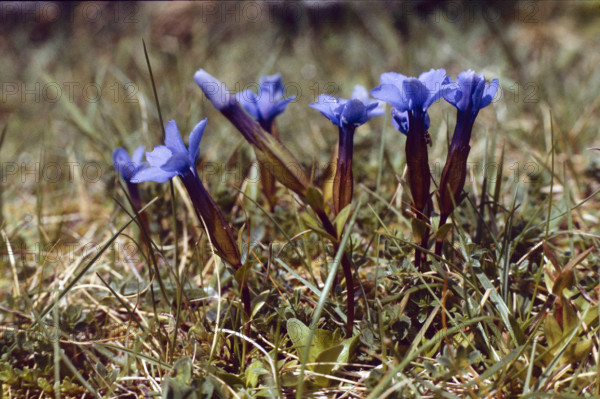 Gentian, Gentiana verna, Burren
