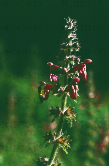 Woundwort, Stachys palustris