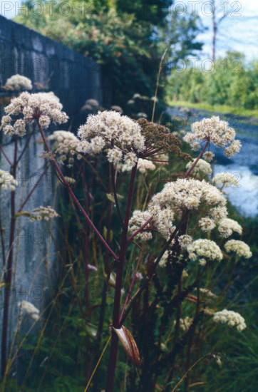 Angelica, Angelica sylvestris