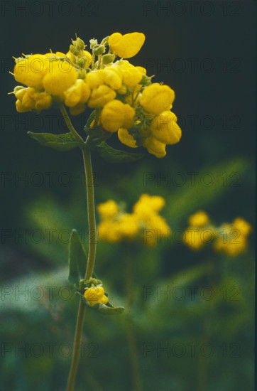 Birds Foot Trefoil, Lotus corniculatus