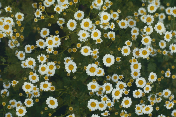Feverfew, Tanacetum parthenium