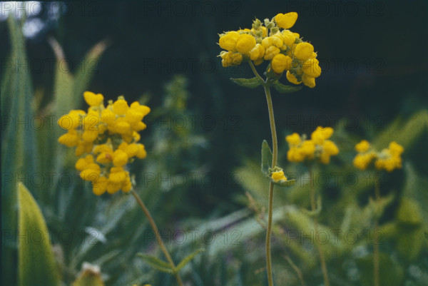 Birds Foot Trefoil, Lotus corniculatus