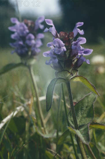 Self Heal, Prunella vulgaris