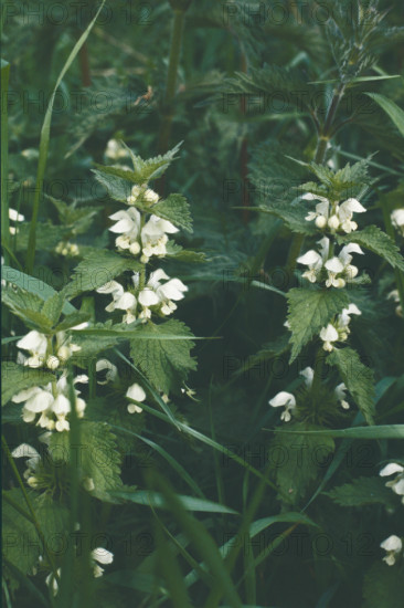 White Deadnettle, Lamium album