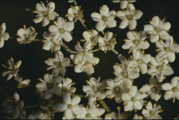 Elderberry flowering, Smbucus nigra