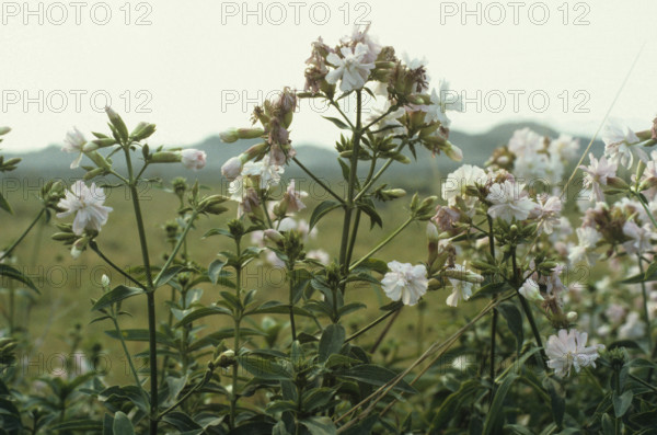 Saponaria officinalis. Soapwort