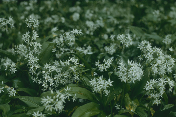 Wild garlic, Allium ursinum