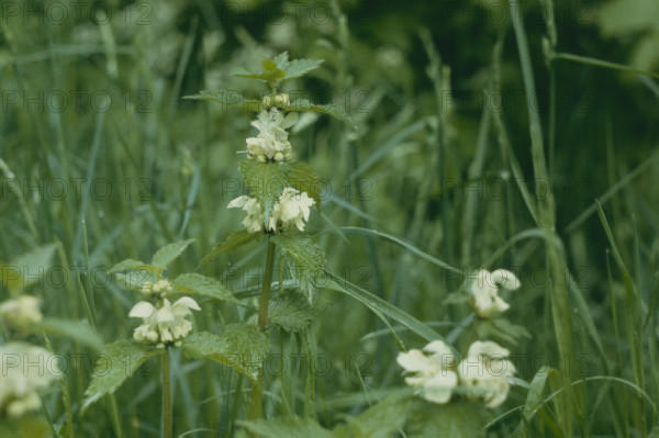 White Deadnettle, Lamium album