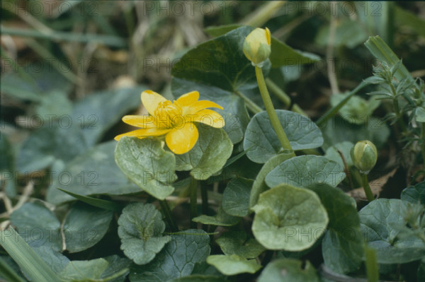 Marsh marigold, Caltha palustris