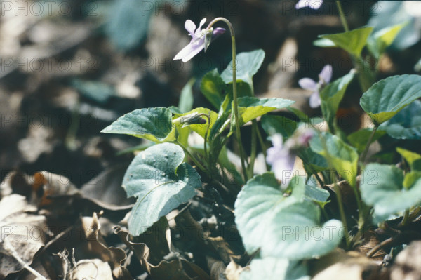 Violet, Viola odorata