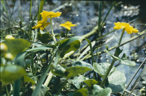 Marsh marigold, Caltha palustris