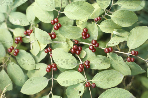 Fly Honeysuckle, Lonicera xylosteum