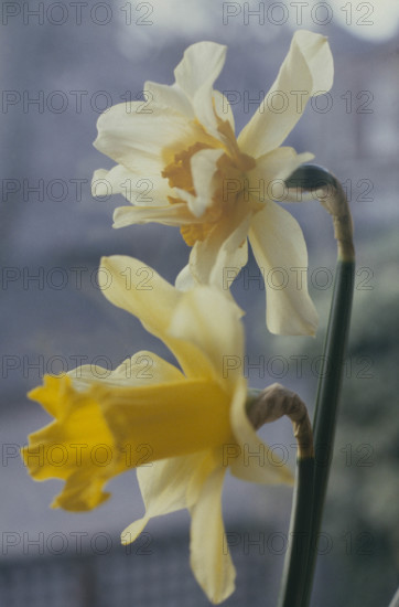 Daffodil, Narcissus pseudonarcissus