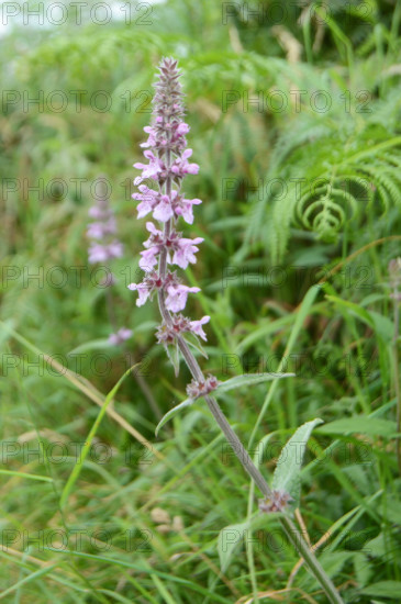 Purple Loosestrife, Lythrum salicaria