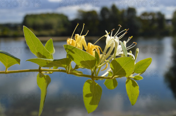 Honeysuckle, Lonicera periclymenum