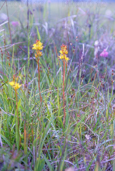 Hypericum perforatium. St John’s wort.