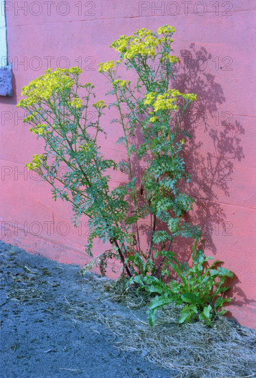 Ragweed, Senecio jacobea