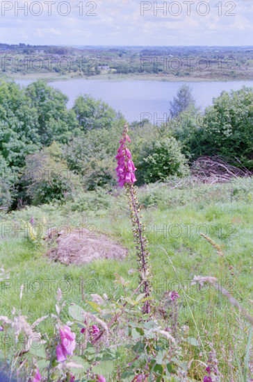 Callow Lake, County Mayo, Ireland, with Foxglove