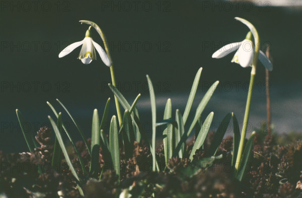 Snowdrops, Galanthus nivalis