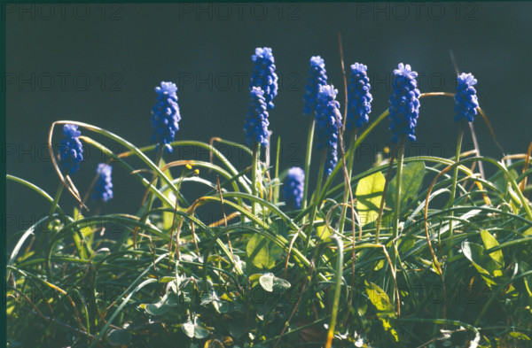 Muscari