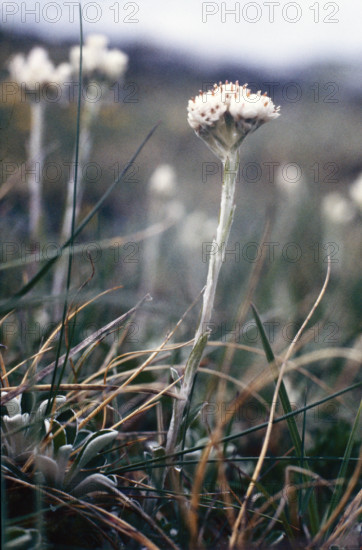 Mountain Everlasting, Antennaria dioica