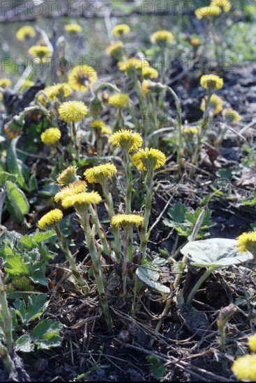 Coltsfoot, Tussalago farfara
