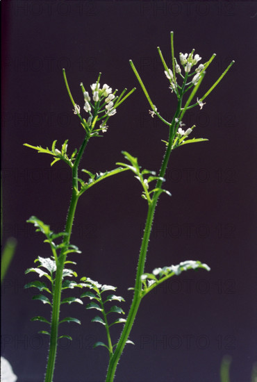Cress, Cardamine