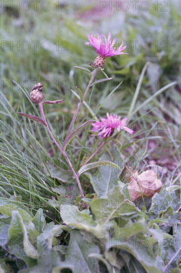 Knapweed, Centaurea