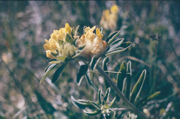 Kidney Vetch, Anthyllis vulneraria