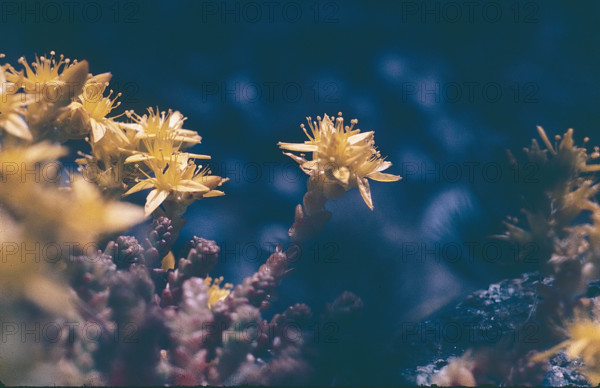 Stonecrop, Sedum acre