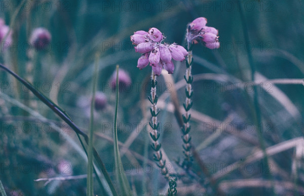 Cross-leaved Heath, Erica tetralix