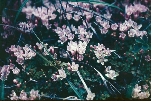 Bog Pimpernell, Anagallis tenella