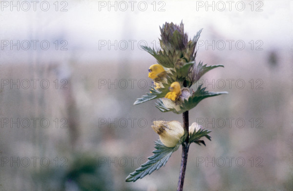 Yellow Rattle, Rhanthus minor