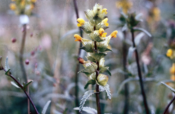 Yellow Rattle, Rhanthus minor