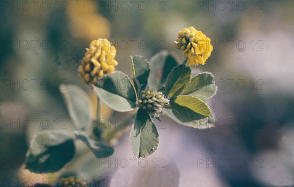 Hop Trefoil. Trifolium campestre