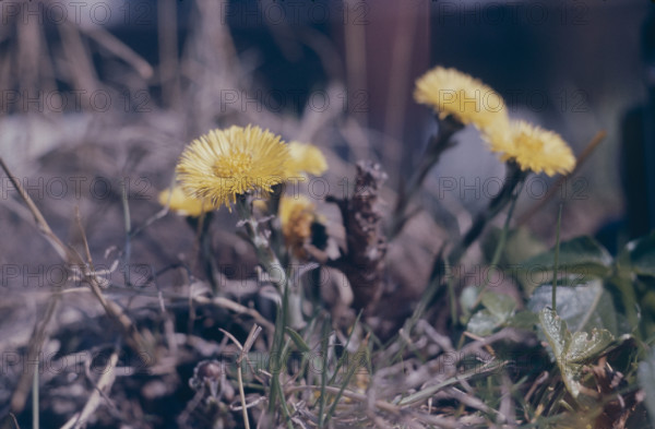 Coltsfoot, Tussalago farfara