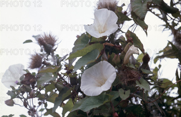 Bindweed, Calystegia sepium
