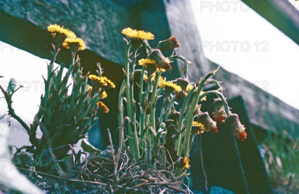 Coltsfoot, Tussalago farfara