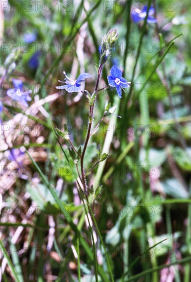 Veronica, Veronica chamaedrys