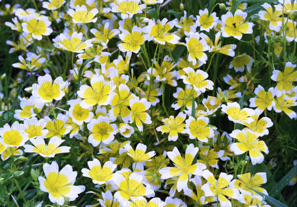 Fried Egg plant, Limnanthes douglasii
