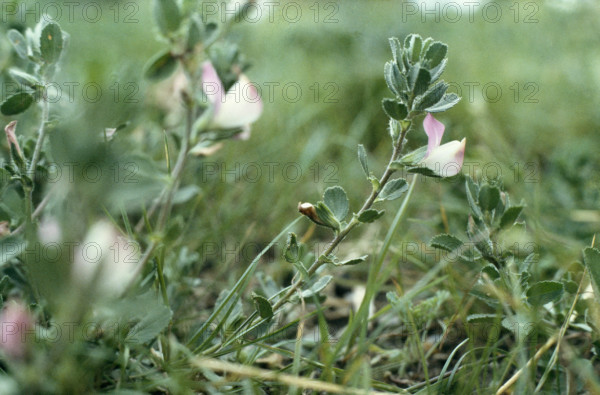 Rest Harrow, Ononis repens