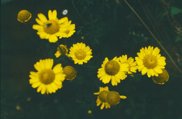 Golden Chamomile, Anthermis tinctora