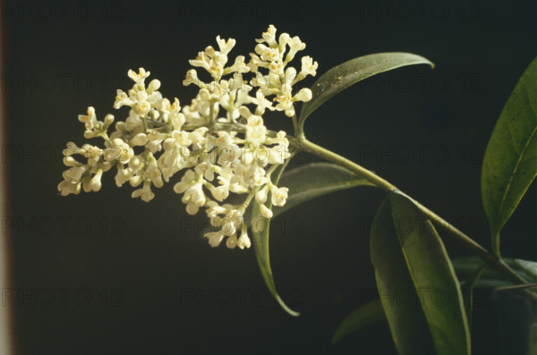 Privet, Ligustrum vulgare