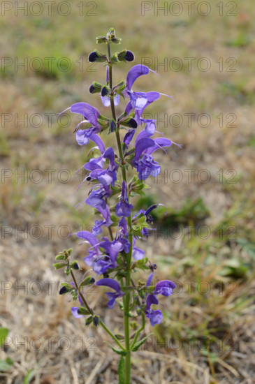Meadow Clary, Salvia pratensis