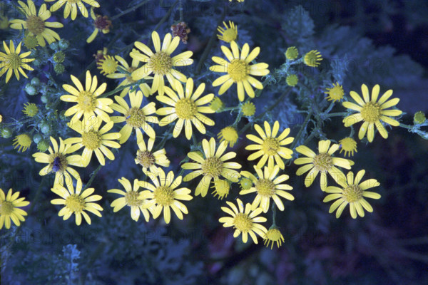 Ragweed, Senica jacobea