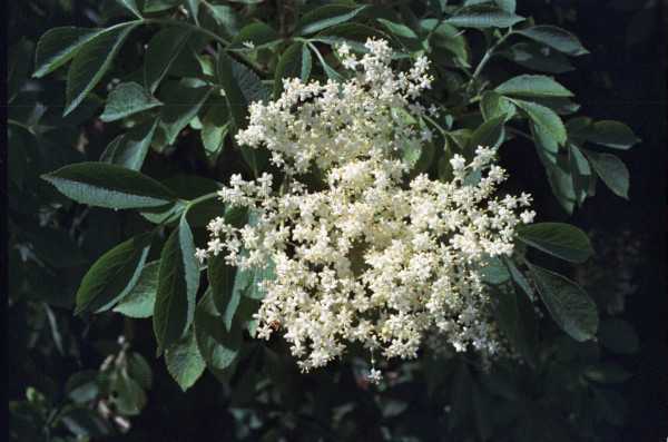 Elder flowers, Sambucus nigra