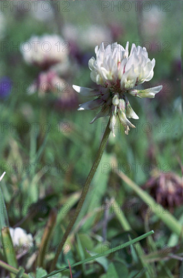 White Clover, Trifolium repens