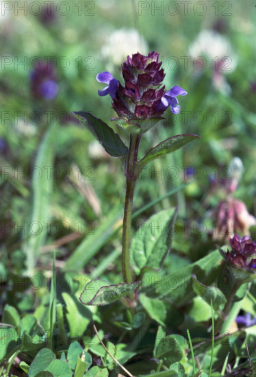 Self Heal, Prunella vulgaris