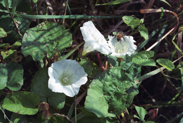 Bindweed, Calystegia sepium